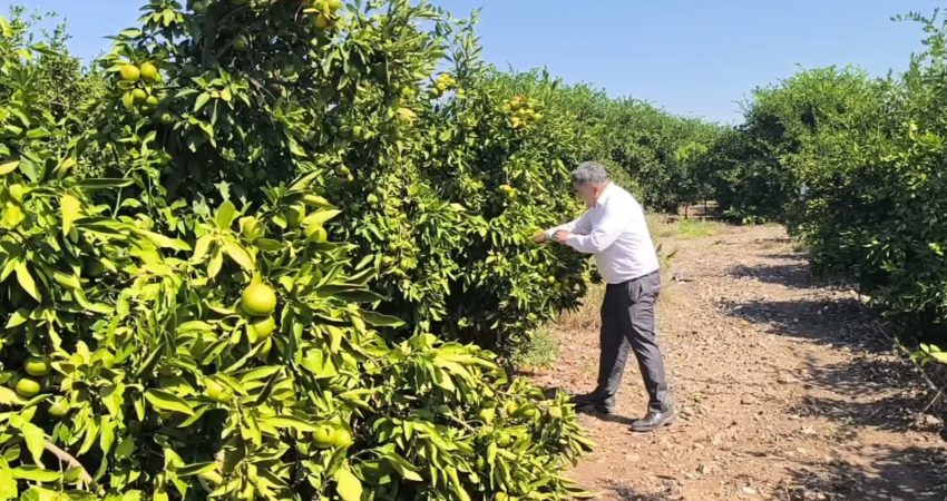 Hatay'ın Erzin ilçesinde narenciye üreticisi olan Oktay Vaysal Özsoy, kilogram