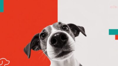 Hipaw, patili dost ailelerinin ihtiyaçlarını dijitalde bir araya getiriyor Patili dost ailelerinin günlük yaşamda ihtiyaç duyduğu hizmetlere daha kolay