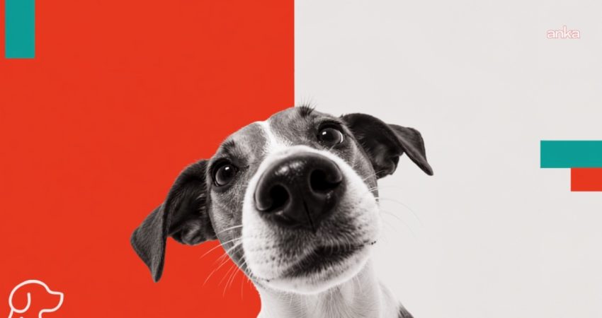Hipaw, patili dost ailelerinin ihtiyaçlarını dijitalde bir araya getiriyor Patili dost ailelerinin günlük yaşamda ihtiyaç duyduğu hizmetlere daha kolay