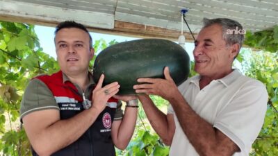 Iğdır'da yeni üretim metotlarının uygulandığı tarlada 40 kilograma yaklaşan karpuz