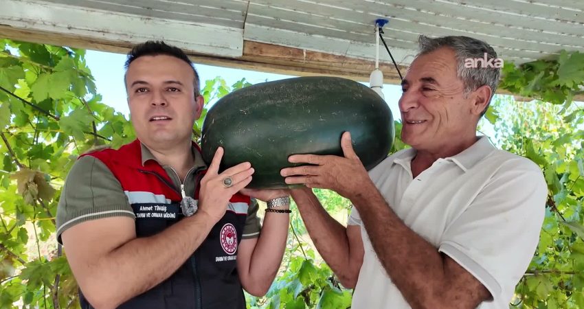 Iğdır’da 40 kilograma yaklaşan karpuz yetiştirildi Iğdır'da yeni üretim metotlarının uygulandığı tarlada 40 kilograma yaklaşan karpuz