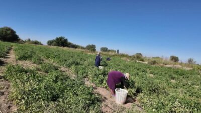 Iğdır’da çiftçiler, yılın ikinci ürünü olarak ektikleri süper domateslerin hasadına