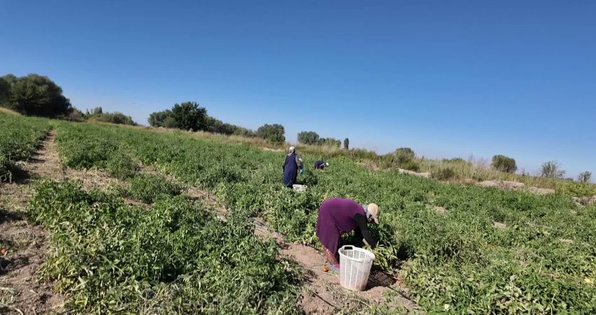 Iğdır’da “süper domates” hasadı başladı Iğdır’da çiftçiler, yılın ikinci ürünü olarak ektikleri süper domateslerin hasadına