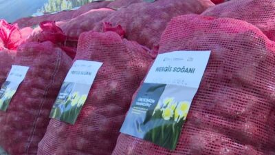 İzmir Büyükşehir Belediye Başkanı Cemil Tugay, Karaburun’da nergis üretimini güçlendirmek