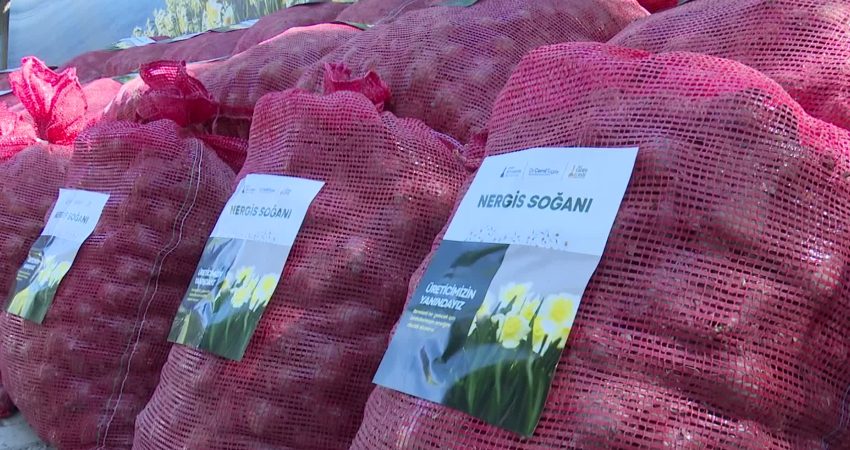 İzmir Büyükşehir Belediye Başkanı Cemil Tugay, Karaburun’da nergis üretimini güçlendirmek