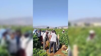 Kilis'te üzüm üreticileri, Ziraat Odası'nın yaş üzüm alım fiyatının 11