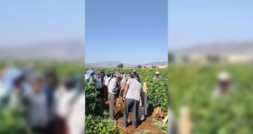 Kilis'te üzüm üreticileri, Ziraat Odası'nın yaş üzüm alım fiyatının 11