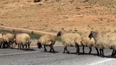 Siirt’ten Van’a gelerek yaz boyunca yaylalarda hayvanlarını otlatan Koçerler, dönüş