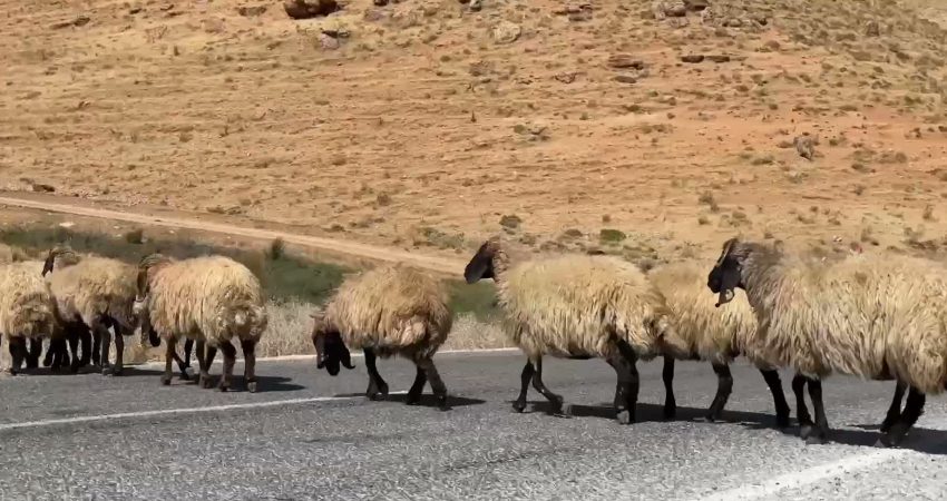 Siirt’ten Van’a gelerek yaz boyunca yaylalarda hayvanlarını otlatan Koçerler, dönüş