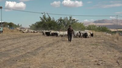 Malatya’nın Yazıhan ilçesinde gerçekleştirilen koç katımı programında küçükbaş hayvancılığın sorunları