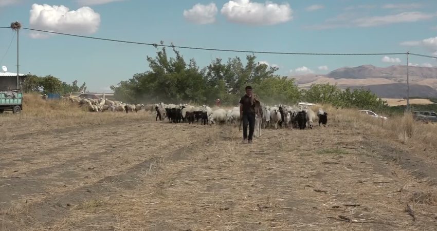 Malatya’nın Yazıhan ilçesinde gerçekleştirilen koç katımı programında küçükbaş hayvancılığın sorunları