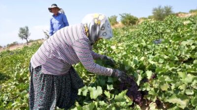 Mersin Büyükşehir Belediyesi Tarımsal Hizmetler Dairesi Başkanlığı bünyesinde kentin 13