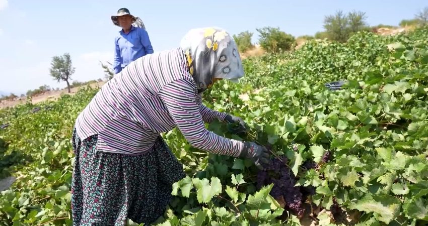 Mersin Büyükşehir Belediyesi Tarımsal Hizmetler Dairesi Başkanlığı bünyesinde kentin 13