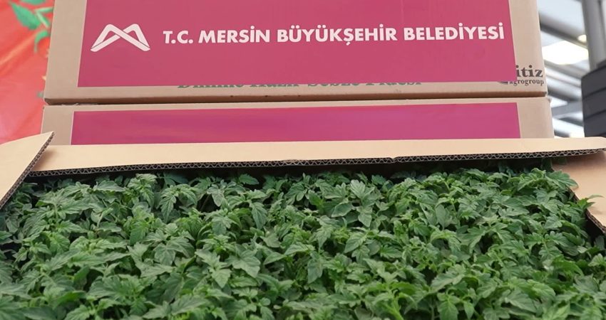 Mersin Büyükşehir Belediyesi’nden Erdemlili üreticilere domates fidesi desteği Mersin Büyükşehir Belediyesi, Erdemli ilçesinde 200 üreticiye toplam 259 bin