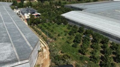 Mersin Büyükşehir Belediyesi’nin yüzde 50 hibe desteğiyle dağıttığı avokado fidanları