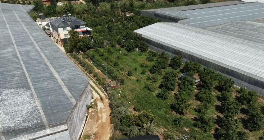 Mersin’de avokado üreticisine yüzde 50 hibeli fidan desteği Mersin Büyükşehir Belediyesi’nin yüzde 50 hibe desteğiyle dağıttığı avokado fidanları