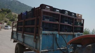 Mezitli Belediyesi, hasat döneminde ürünlerini değerlendirmekte sıkıntı yaşayan üreticilere destek
