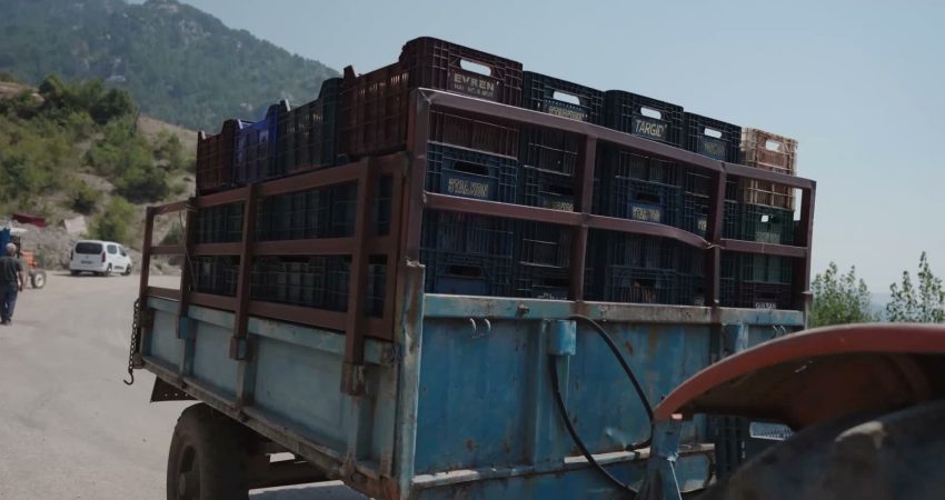 Mezitli Belediyesi, hasat döneminde ürünlerini değerlendirmekte sıkıntı yaşayan üreticilere destek