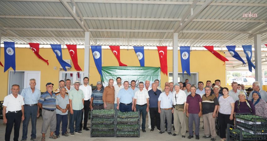 Milas Belediyesi’nden üreticilere kışlık sebze fidesi desteği Milas Belediyesi, kış sezonu öncesinde 32 mahalleden 85 üreticiye yüzde