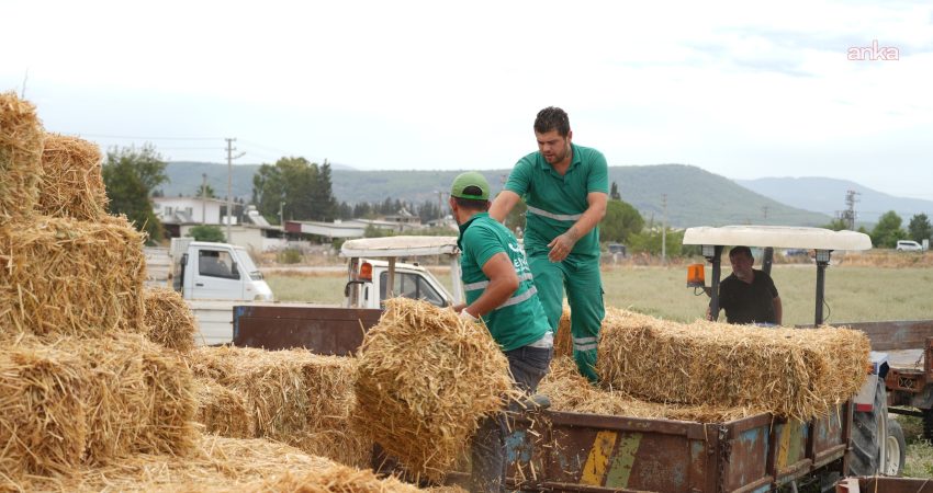 Milas Belediyesi, kırsal kalkınma çalışmaları kapsamında hayvancılıkla uğraşan üreticilere saman