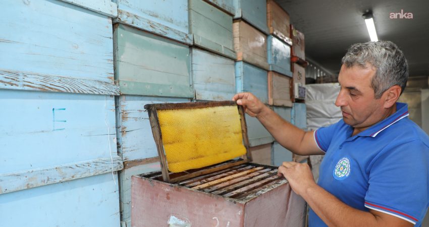 Muğla Büyükşehir Belediyesi, arı üreticilerine yönelik desteklerini sürdürüyor Muğla Büyükşehir Belediyesi, arıcıların en önemli sorunlarından olan büyük balmumu