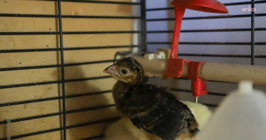 Eskişehir Büyükşehir Belediyesi Hayvanat Bahçesi Üretim ve Rehabilitasyon Merkezi, nesli
