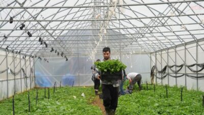 Ortahisar Belediyesi’nin “En Mutlu Köy” yerleşkesinde yenilenen seralarda üretim canlanırken,
