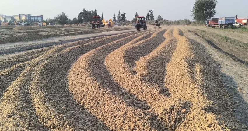 Osmaniye'nin Kadirli ilçesinde yer fıstığı hasadı yapan çiftçiler artan maliyetler