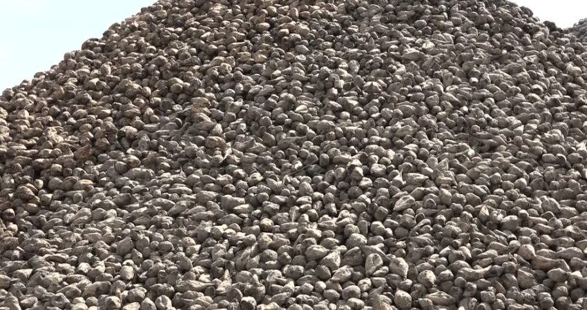 Şeker-İş Malatya Şube Başkanı Murat: “500 bin ton pancar işleyerek 60 bin ton şeker üretmeyi hedefliyoruz” Malatya Şeker Fabrikası’nda 71’inci pancar alımları sürüyor. Şeker-İş Sendikası Malatya