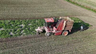 Yıllık yaklaşık 1,2 milyon ton şekerpancarı üretiminin yapıldığı Yozgat’ta hasat