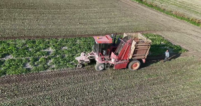 Yıllık yaklaşık 1,2 milyon ton şekerpancarı üretiminin yapıldığı Yozgat’ta hasat