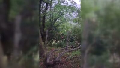 Sinop’un Erfelek ilçesinde tellere takılarak mahsur kalan sincap, vatandaşların ihbarı