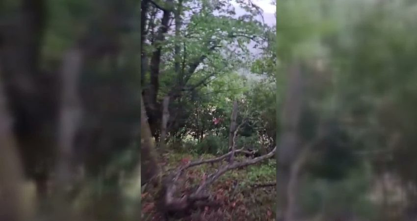 Sinop’ta tellere takılan sincap kurtarıldı
