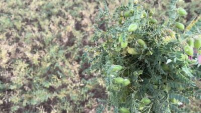 Yozgat’ta mevsimin yağışlı geçmesi tarımsal üretimi olumlu etkilerken, aralılarla düşen