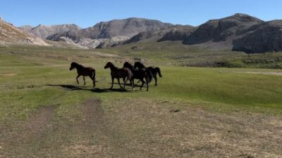 Tunceli’nin Ovacık ilçesine bağlı yaklaşık 3 bin rakımlı Çet Yaylası’nda