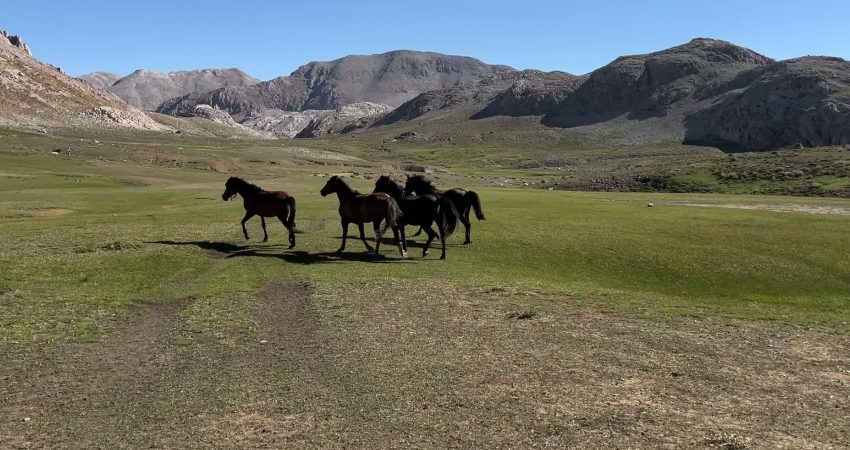 Tunceli’nin Ovacık ilçesine bağlı yaklaşık 3 bin rakımlı Çet Yaylası’nda