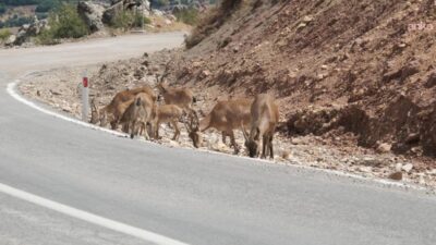 Tunceli’de yöre halkı tarafından kutsal kabul edilen ve kentin dağlık
