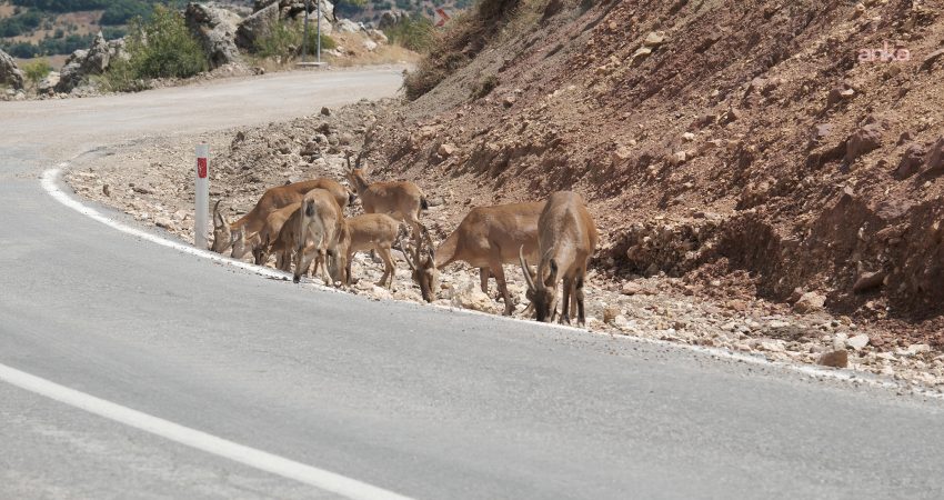 Tunceli’de yöre halkı tarafından kutsal kabul edilen ve kentin dağlık