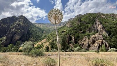 Dünyada doğal olarak yalnızca Tunceli’de yetişen endemik Tunceli dağ sarımsağını