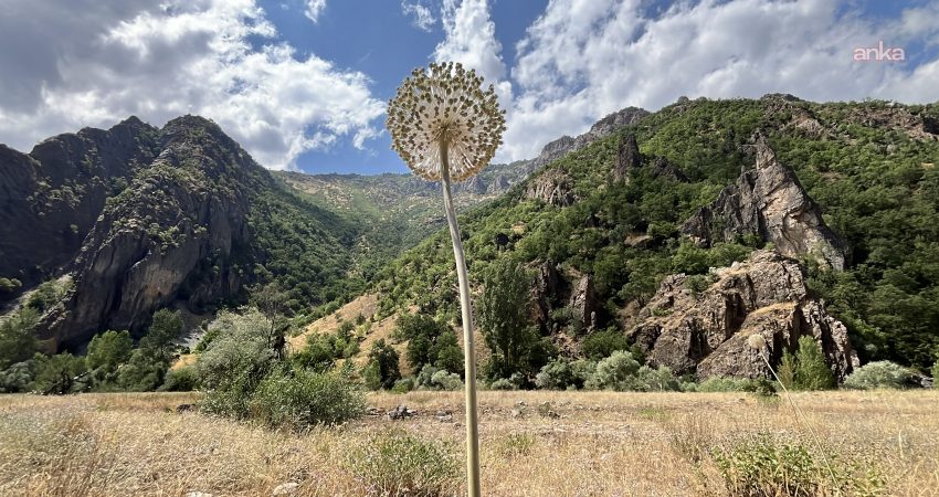 Dünyada doğal olarak yalnızca Tunceli’de yetişen endemik Tunceli dağ sarımsağını