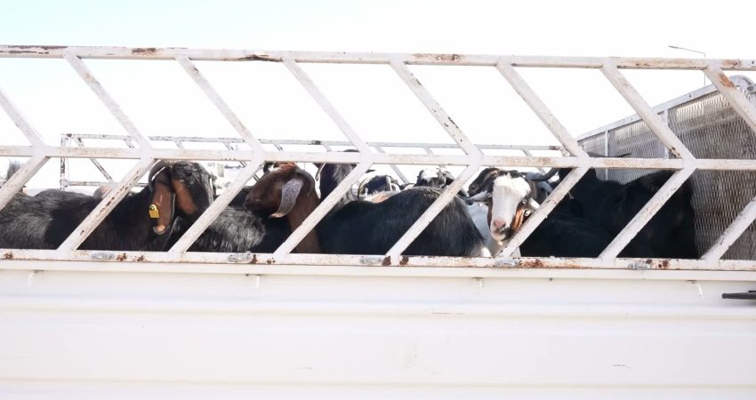 Mersin Büyükşehir Belediye Başkanı Vahap Seçer, Tarımsal Hizmetler Dairesi Başkanlığı
