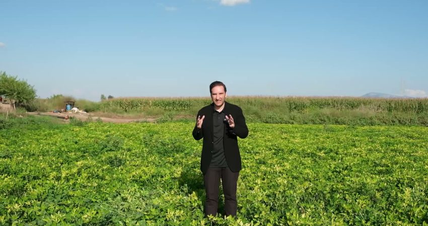 YENİ Parti Adana Milletvekili Bilal Bilici, Adana’da yer fıstığı üretiminde
