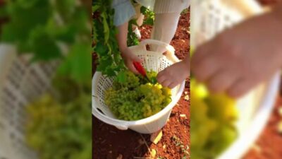 Yeni Yol Denizli Milletvekili Sema Silkin Ün, üzüm üreticilerini ziyaret