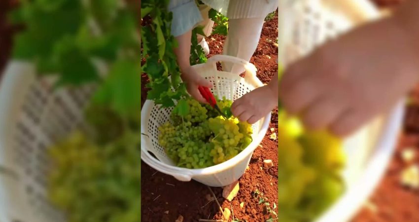 Yeni Yol Denizli Milletvekili Sema Silkin Ün, üzüm üreticilerini ziyaret
