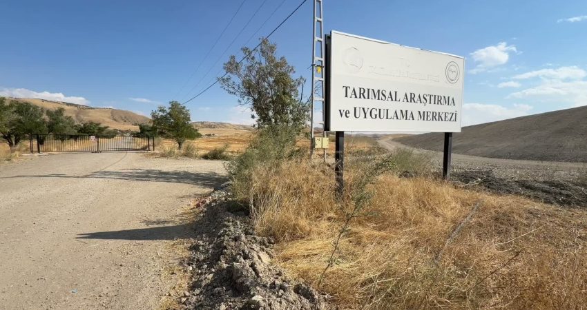 Yozgat Bozok Üniversitesi “etlik piliç” projesinde merkez oldu Yozgat Bozok Üniversitesi, yüksek protein içeriği, düşük yağ oranı ve