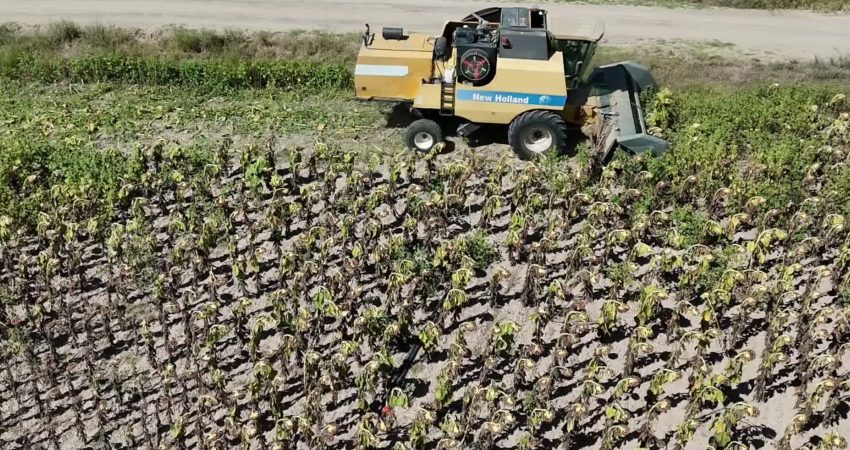 Yozgat’ta 14 bin 500 dekar alana yağlık, 15 bin dönümün