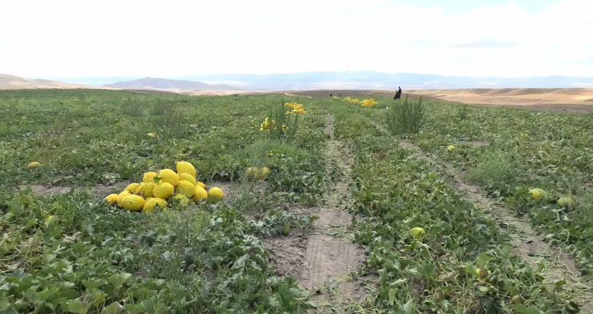 Yozgat’ın Yerköy ilçesinde kavun hasadına başlandı. Hasat edilen kavunu, çevre
