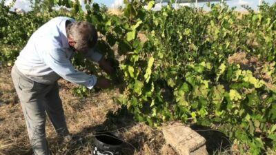 Yozgat'ta üreticiler, bu yıl verimin iyi olduğu bağlardaki üzümleri toplayıp, kazanlarda