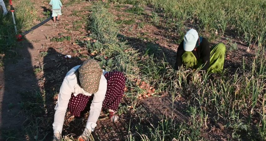 Yozgat'ın Aydıncık ilçesine bağlı Kösrelik köyünde geçen yıl soğanda görülen