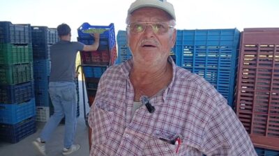 Aydın’ın Karacasu ilçesinde sofralık zeytin alımları başlarken, üreticiler geçen yıla